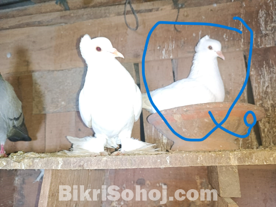 ইন্ডিয়ান  লোটন কবুতর  তিন পিস মাদি এডাল্ট বিক্রি করা হবে